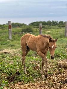 2026 Bay Filly - Photo 9