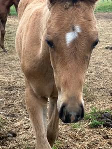2026 Bay Filly - Photo 10