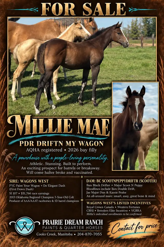 2026 Stunning Bay AQHA filly