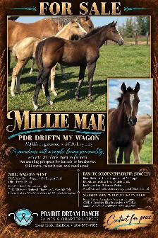 2026 Stunning Bay AQHA filly