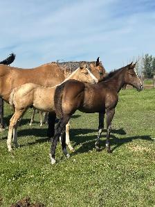 2026 Stunning Bay AQHA filly - Photo 2