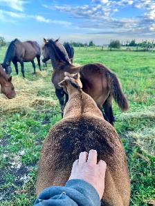 2026 Stunning Bay AQHA filly - Photo 3