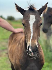 2026 Stunning Bay AQHA filly - Photo 4