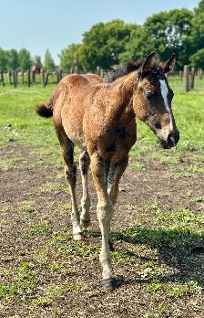 2026 Stunning Bay AQHA filly - Photo 5