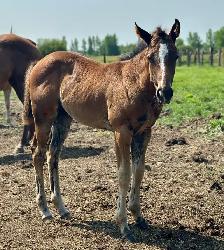 2026 Stunning Bay AQHA filly - Photo 6