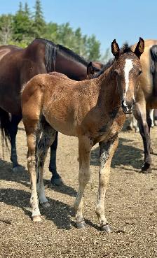 2026 Stunning Bay AQHA filly - Photo 7
