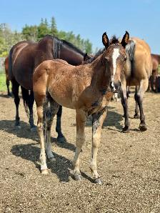2026 Stunning Bay AQHA filly - Photo 8