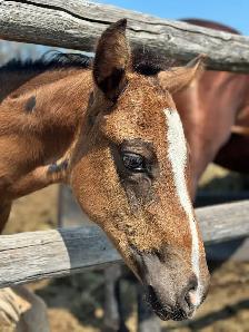 2026 Stunning Bay AQHA filly - Photo 9