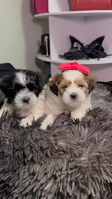 PURE SHIH TZU PUPPIES