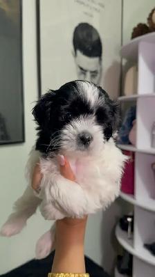 PURE SHIH TZU PUPPIES - Photo 2