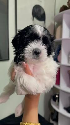 PURE SHIH TZU PUPPIES - Photo 3