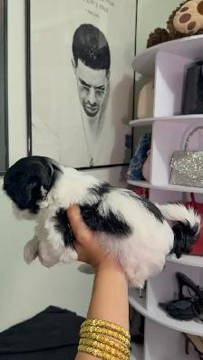 PURE SHIH TZU PUPPIES - Photo 4