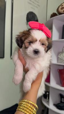 PURE SHIH TZU PUPPIES - Photo 5