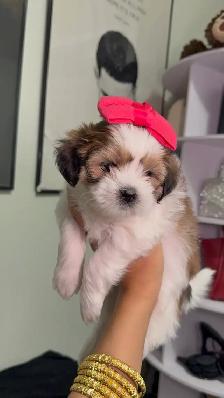 PURE SHIH TZU PUPPIES - Photo 6