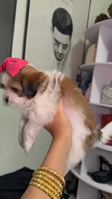 PURE SHIH TZU PUPPIES - Photo 7