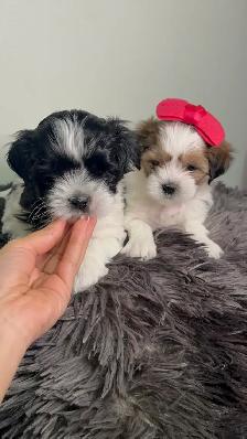 PURE SHIH TZU PUPPIES - Photo 8
