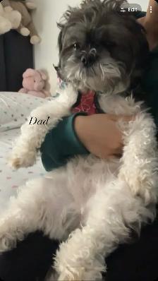 PURE SHIH TZU PUPPIES - Photo 9