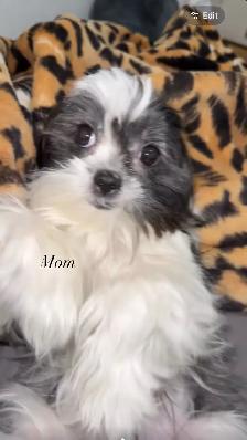 PURE SHIH TZU PUPPIES - Photo 10