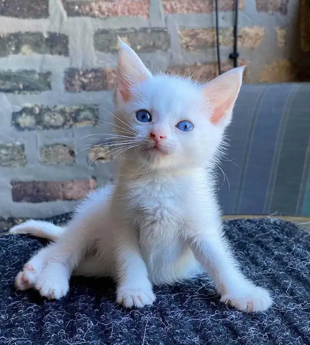 Beautiful White Kittens! Ready Now!
