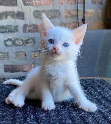 Beautiful White Kittens! Ready Now!