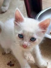 Beautiful White Kittens! Ready Now! - Photo 2