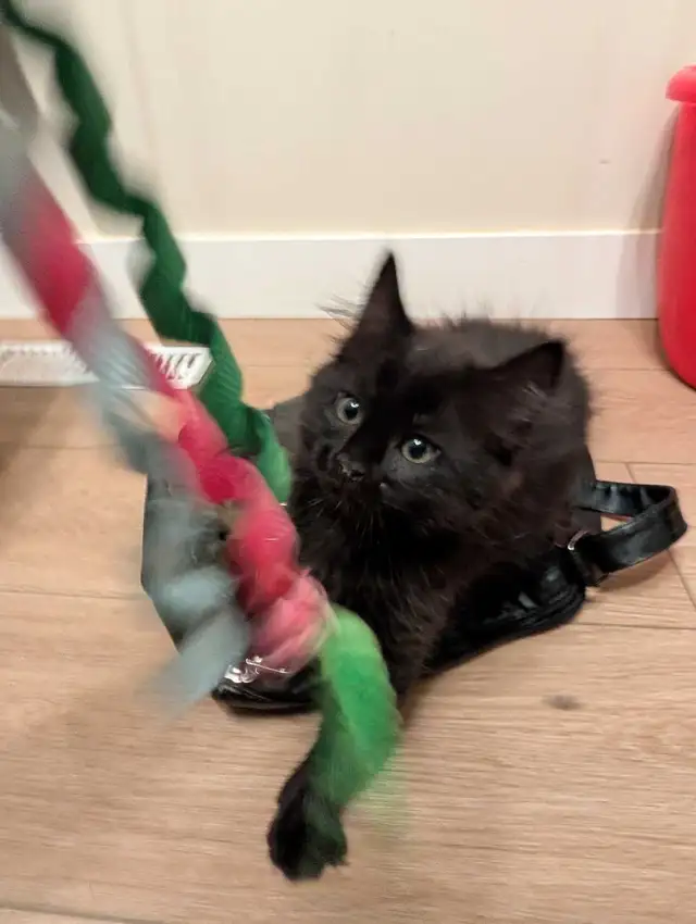 female kitten