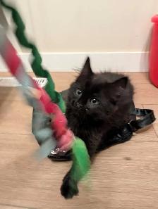 female kitten