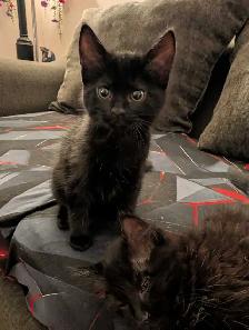 female kitten - Photo 2