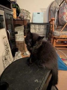 female kitten - Photo 3