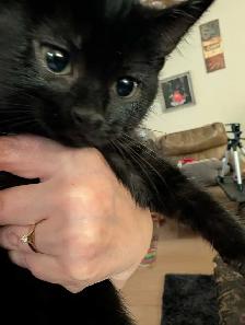 female kitten - Photo 4