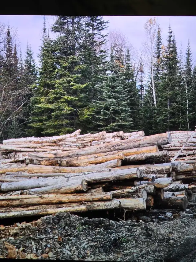 budget bulk boiler firewood