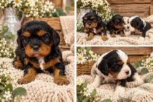 King Charles Cavaliers!♥️ 3 females left’