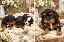 King Charles Cavaliers!♥️ 3 females left’ - Photo 2