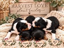 King Charles Cavaliers!♥️ 3 females left’ - Photo 3