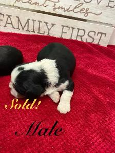 King Charles Cavaliers!♥️ 3 females left’ - Photo 4