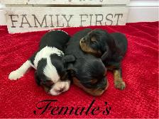 King Charles Cavaliers!♥️ 3 females left’ - Photo 6