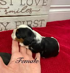 King Charles Cavaliers!♥️ 3 females left’ - Photo 7