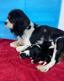 King Charles Cavaliers!♥️ 3 females left’ - Photo 8