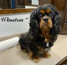 King Charles Cavaliers!♥️ 3 females left’ - Photo 9