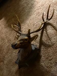 Elk Antler Wall Mount Decor - Photo 4