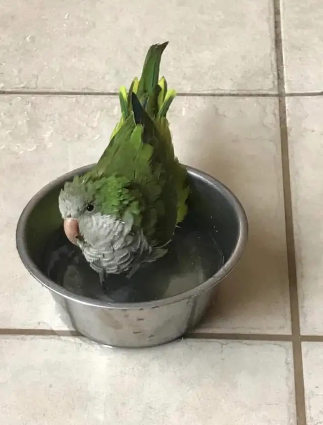 ❤️⭐️ Quaker Babies ❤️⭐️ with Cage and Food❤️