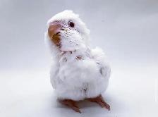 ❤️⭐️ Quaker Babies ❤️⭐️ with Cage and Food❤️ - Photo 10