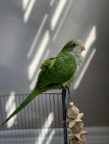 ❤️⭐️Quaker Babies ⭐️❤️ with Cage and Food❤️ - Photo 3