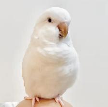 ❤️⭐️Quaker Babies ⭐️❤️ with Cage and Food❤️ - Photo 6