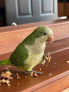 ❤️⭐️Quaker Babies ⭐️❤️ with Cage and Food❤️ - Photo 9