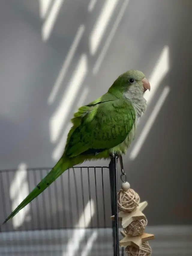 ⭐️⭐️Baby Quaker❤️❤️ with Cage & Food⭐️