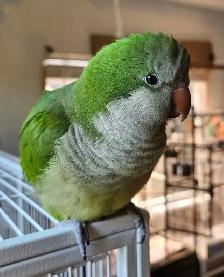 ⭐️⭐️Baby Quaker❤️❤️ with Cage & Food⭐️ - Photo 3