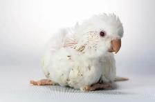 ⭐️⭐️Baby Quaker❤️❤️ with Cage & Food⭐️ - Photo 5