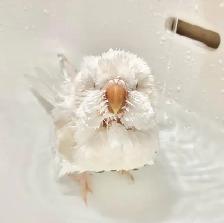 ⭐️⭐️Baby Quaker❤️❤️ with Cage & Food⭐️ - Photo 10