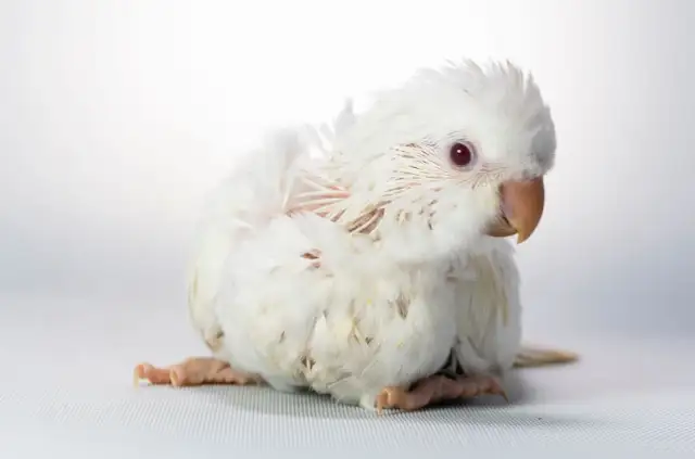 ❤️❤️⭐️ Cute Baby Quaker ⭐️ with Cage&Food❤️